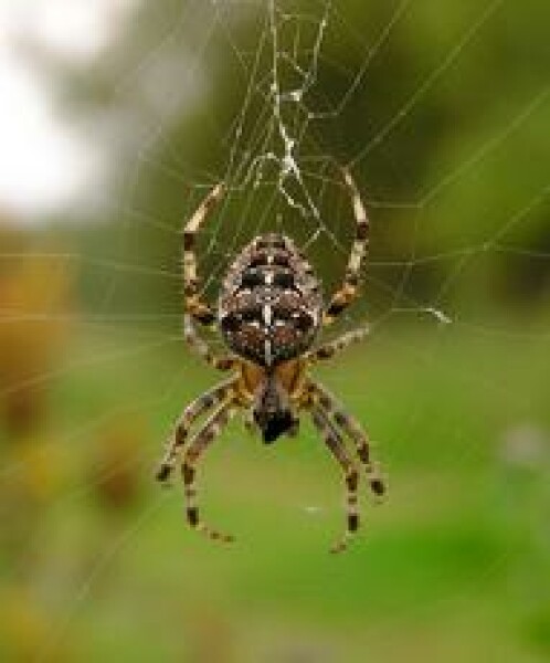 Need help with spider identification please. WARNING: CONTAINS PHOTO