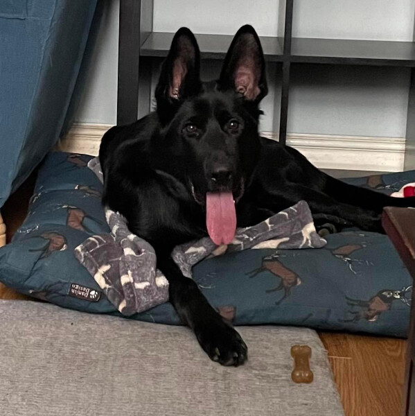 What does your dog do all day?