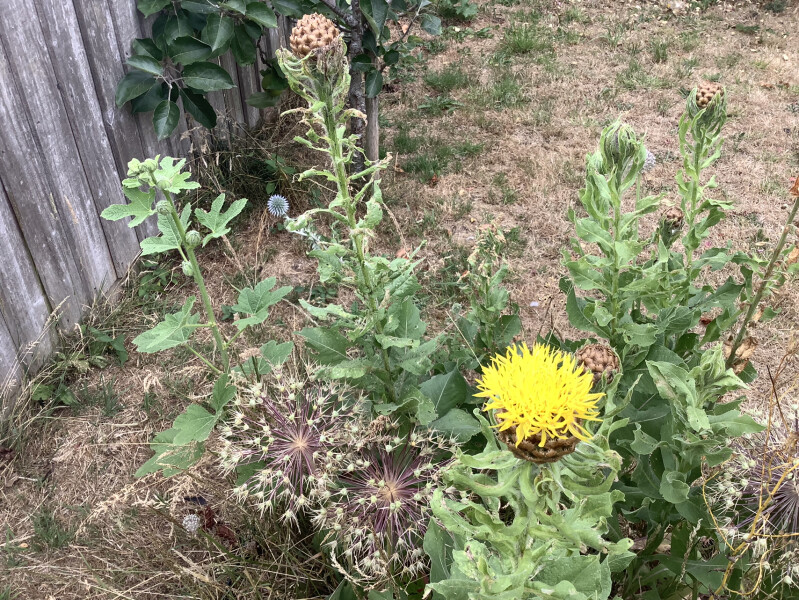 Plant id please!