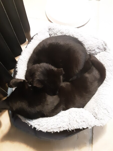My cat likes to sleep...
