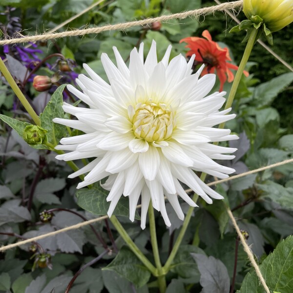 Who’s growing Dahlias this year