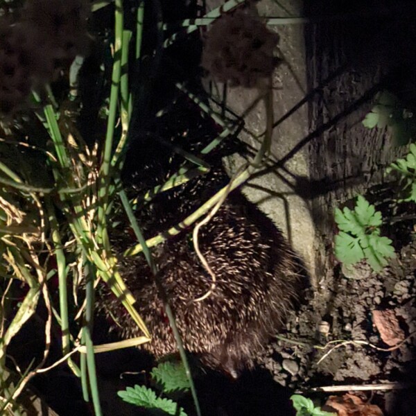 Met office RED WARNING for extreme heat. Part 2:Tuesday