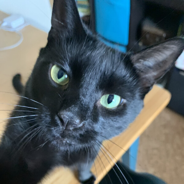 Cat mugshots