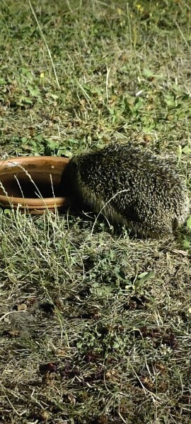 To ask you to please help hedgehogs and other wildlife prepare for winter