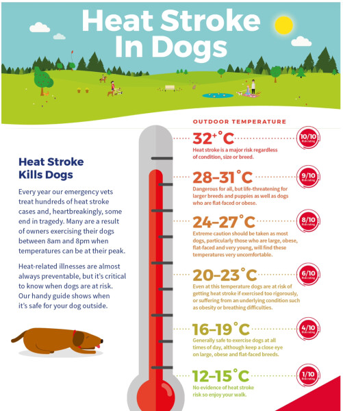 Dogs and this heat 