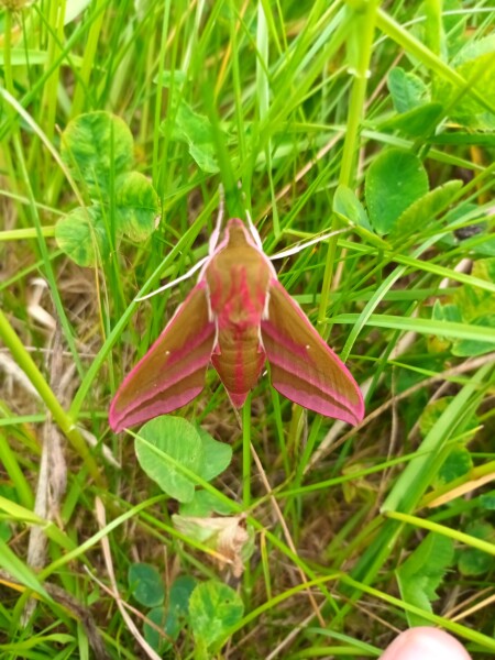 Nature Notes: the 2022 edition