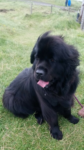 Newfoundland? Or other giant breeds? 