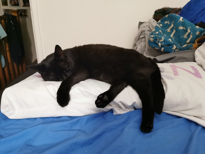 My cat likes to sleep...