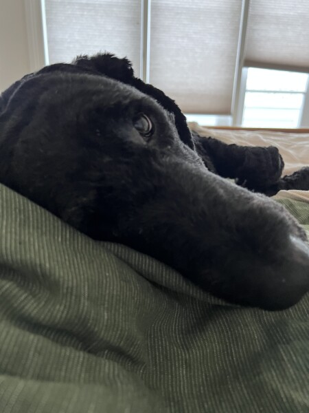 To think the comfort you get from a dog is like no other (photo)
