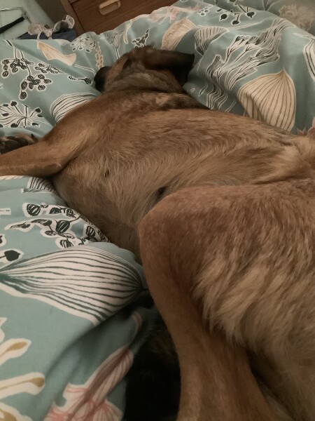 My dog is not allowed