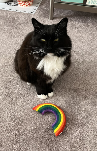 Larry the Downing Street cat