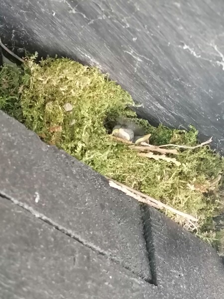 We've got babies! 