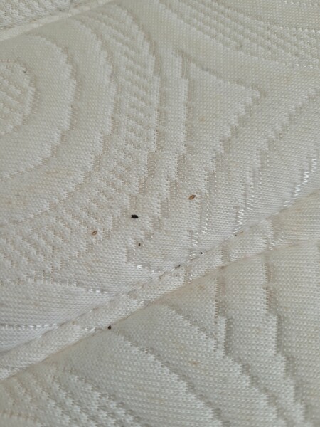 Does this look like signs of bedbugs?