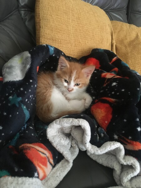 New kitty 