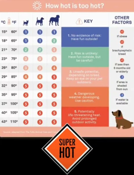 Dogs and running in this weather, what temperature is okay?