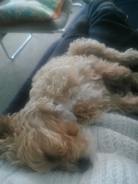Is this a mistake? Puppy and 'babying'