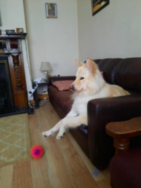 What does your dog do all day?
