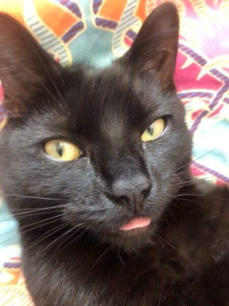 Larry the Cat for Prime Minister.