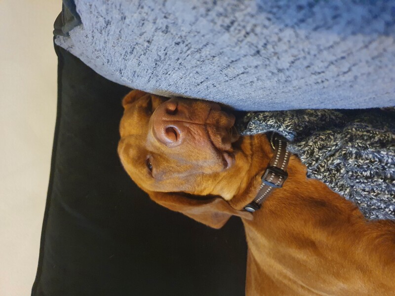 To think the comfort you get from a dog is like no other (photo)