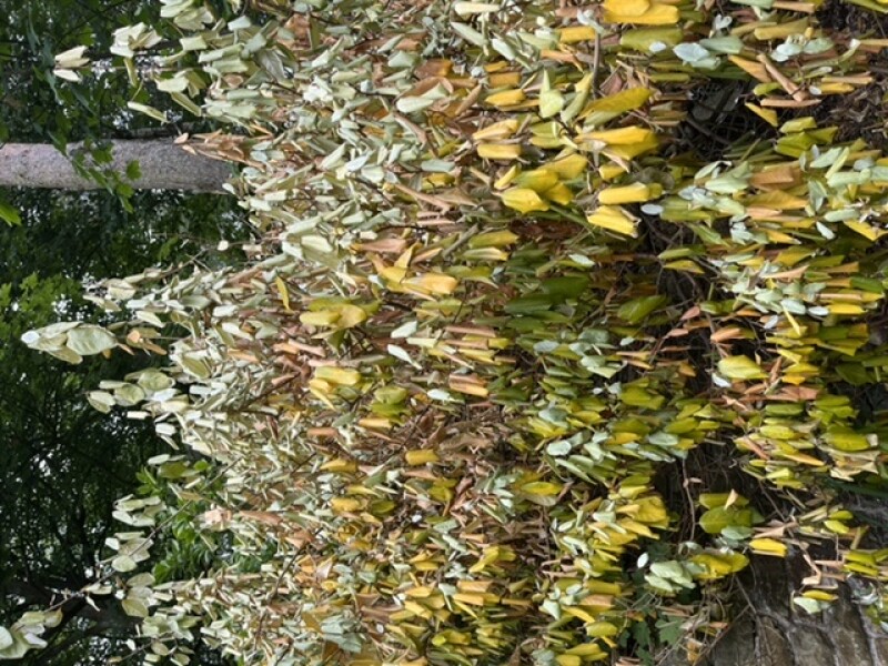 Those who are very knowledgeable about plants