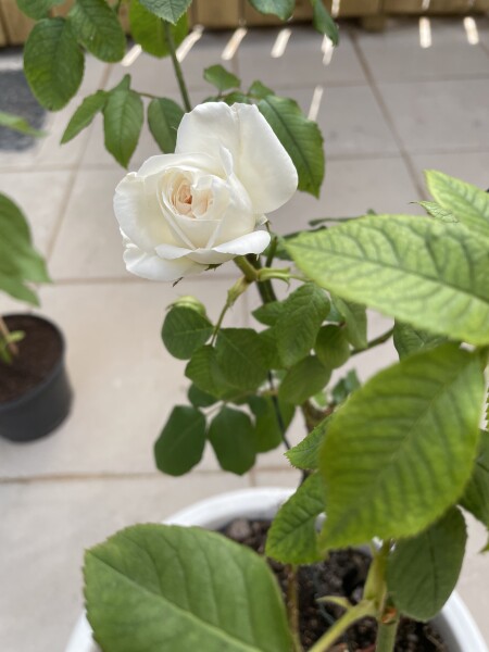 Why is my rose bush not blooming?!?