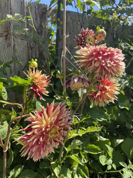 Who’s growing Dahlias this year