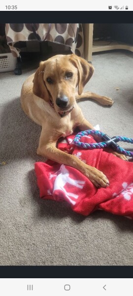 To have picked my puppy up? 
