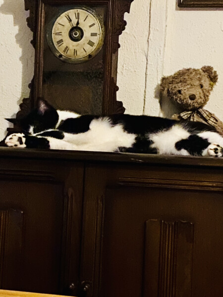 How my cats (lizards) are dealing with this terrible heat?