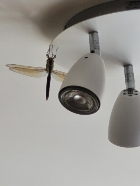 How do I get my new 'friend'out of my house 