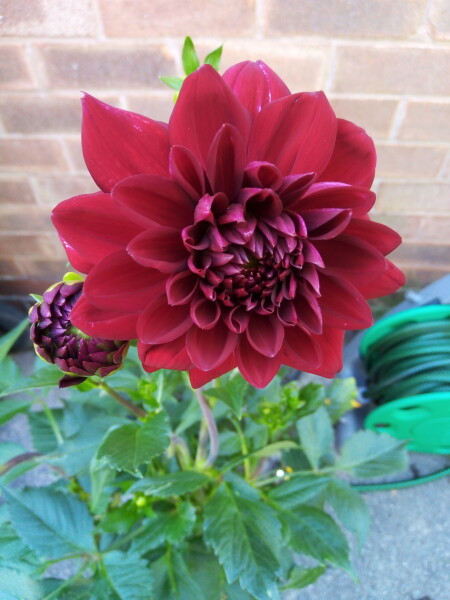 Who’s growing Dahlias this year