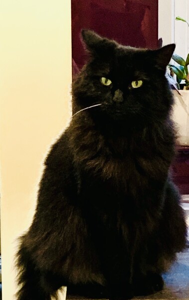To think Alan could just kill the bloody mouse? 