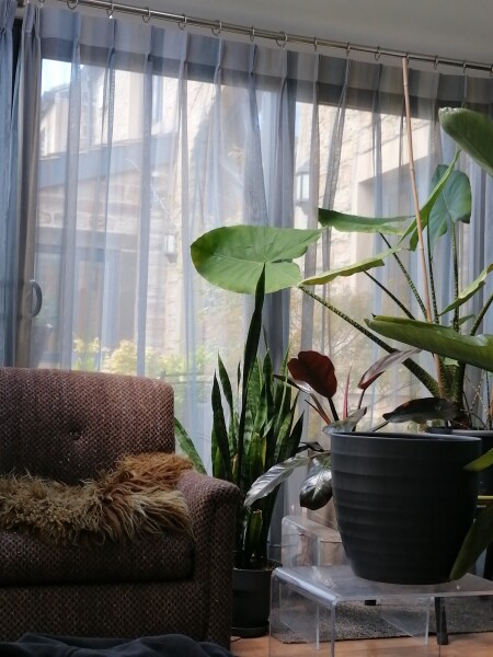 Who still has net curtains?!