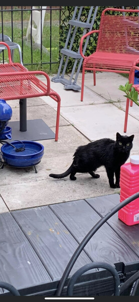 Neighbour getting cross about my cats