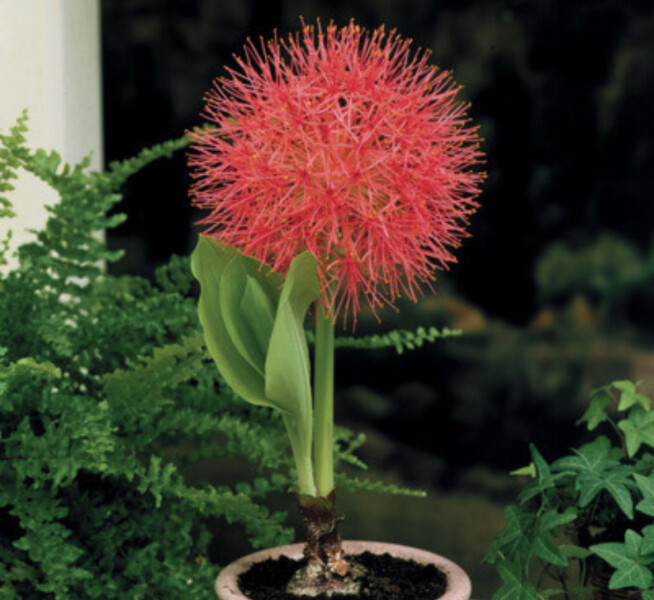 Has anyone grown a Scadoxus multiflorus (blood lily)?