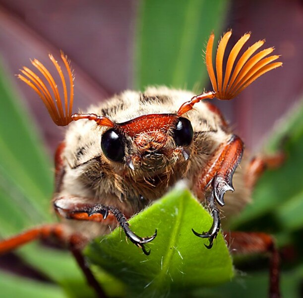Need help with spider identification please. WARNING: CONTAINS PHOTO