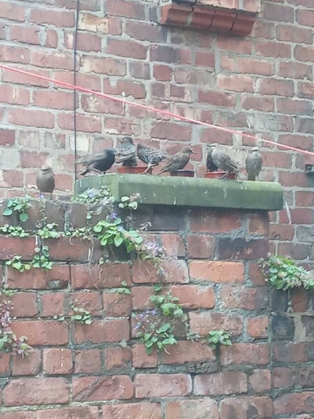Don’t forget to put out water for birds!