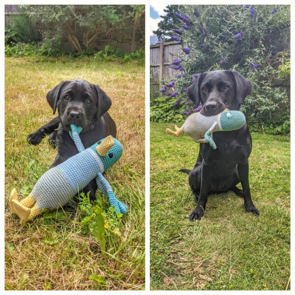 New pup; what do we need?