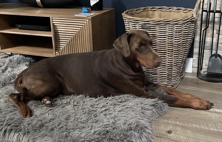 Thinking of getting a Dobermann 