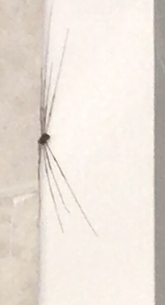 To ask what on earth this is?