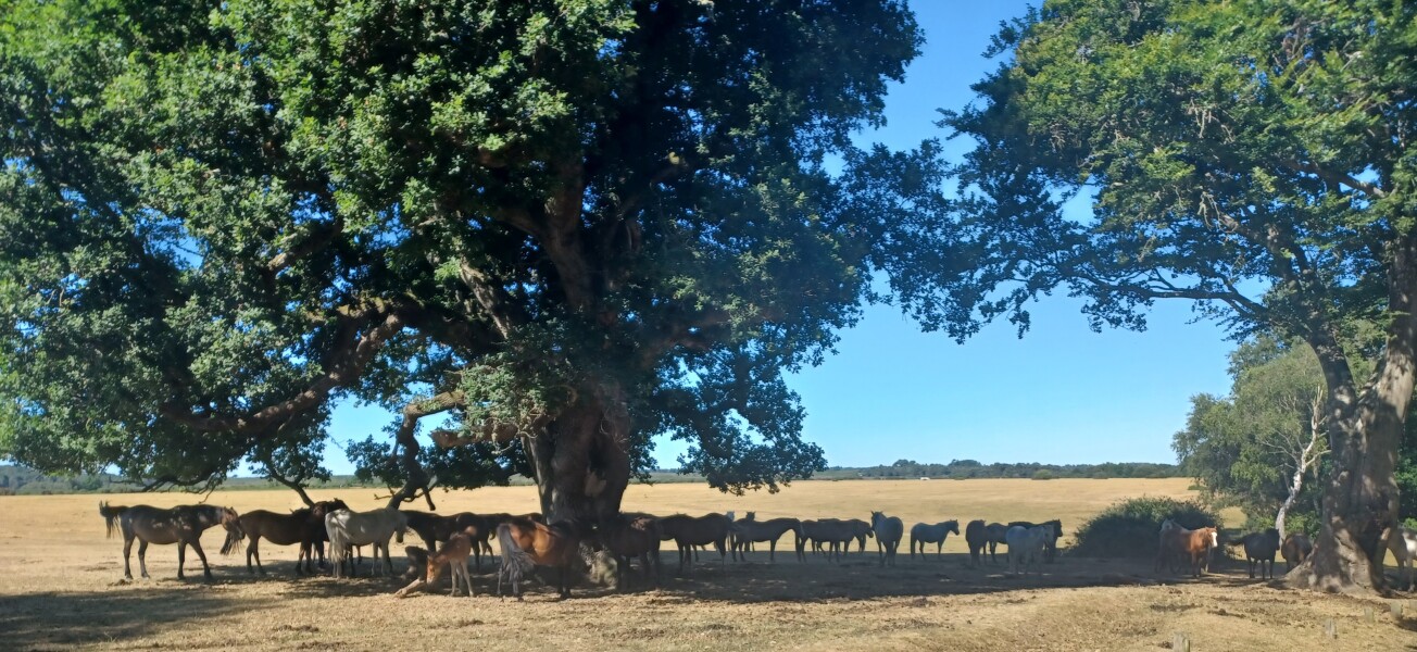 Come chat hiking with me!