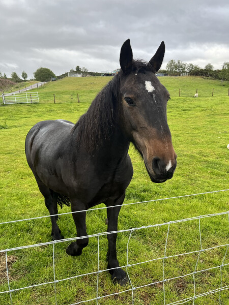 Pony out of work for a year - starting off