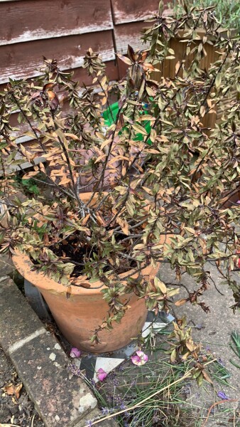 Help with my plant