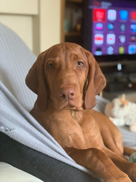 What does your dog do all day?
