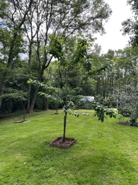 How to prune this cherry tree - please help