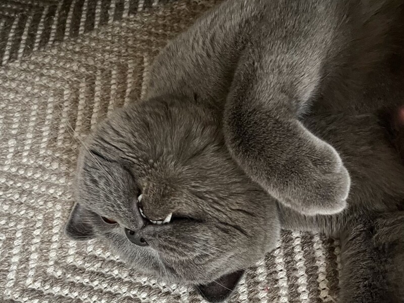 My cat likes to sleep...