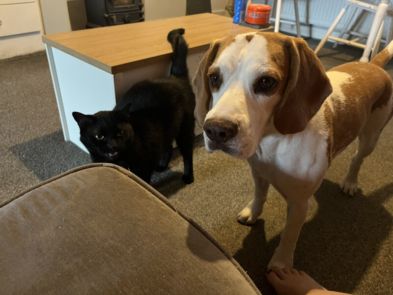 How to introduce a kitten to the household?