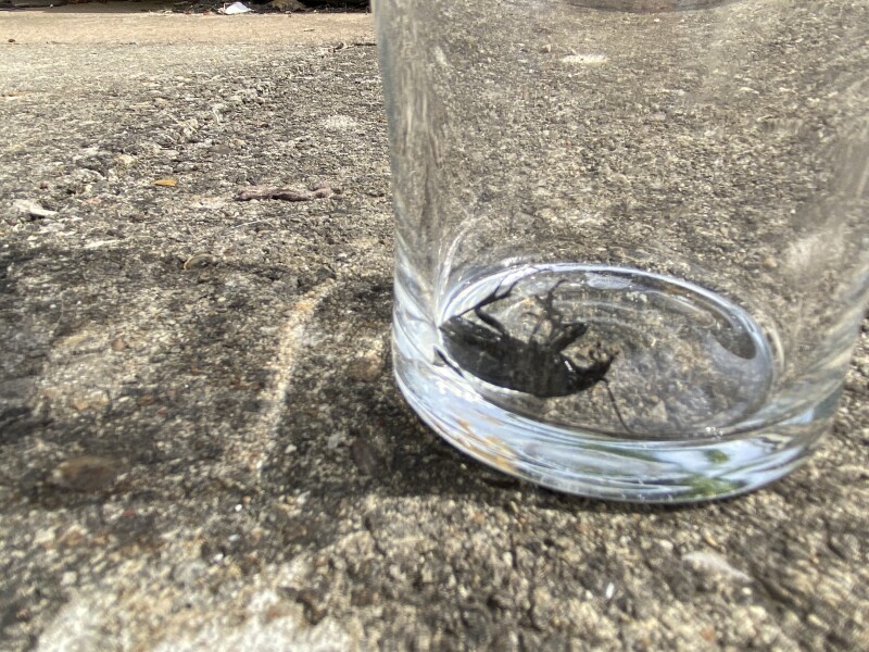 Is this a cockroach?
