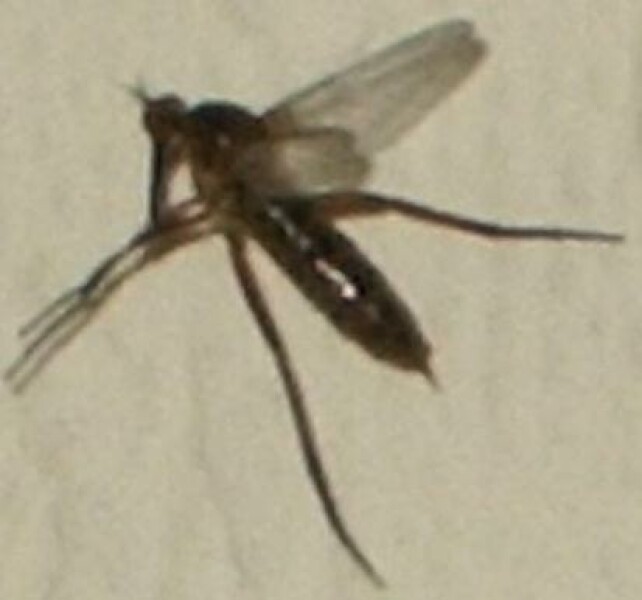 Need help with spider identification please. WARNING: CONTAINS PHOTO