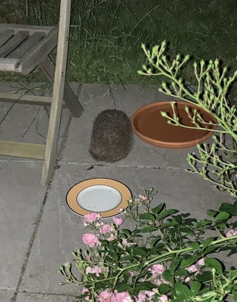 To ask you to please help hedgehogs and other wildlife prepare for winter