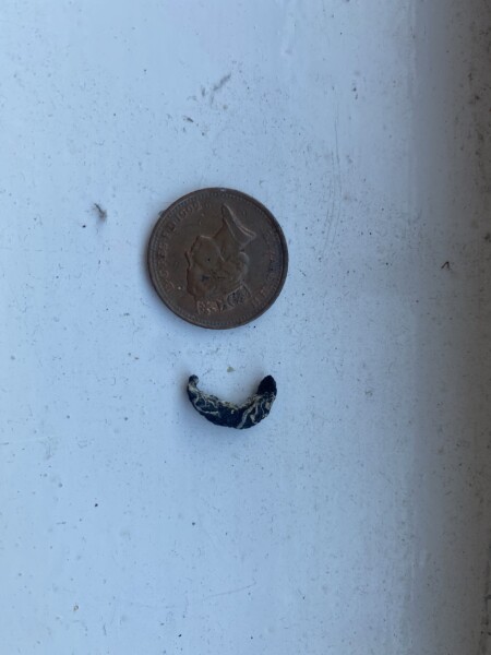 AIBU to wonder what kind of poo this is?